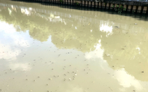 Rác thải, cá nổi dày đặc trên kênh Nhiêu Lộc - Thị Nghè sau cơn mưa lớn