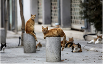 “Đảo quốc mèo” Cyprus đối mặt nguy cơ mèo chết tràn lan do nhiễm virus