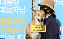 Món thịt chó và những cuộc tranh cãi không hồi kết tại Hàn Quốc