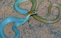 Australia phát hiện loài rắn độc mới