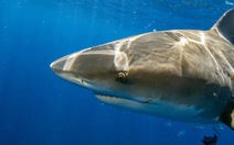 Hàng ngàn con cá mập phát rồ ngoài khơi Florida, chuyện gì xảy ra?