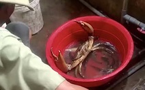 Một nông dân bắt được con cua biển 'khủng' 1,7kg