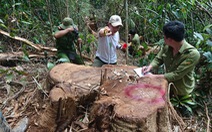Lâm Đồng khai trừ đảng 2 cựu lãnh đạo để mất rừng