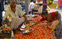 Ấn Độ: biểu tình vì cà chua tăng giá, đắt hơn cả xăng