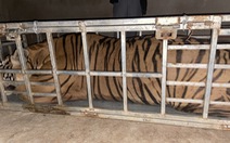 Bắt hai người chở con hổ đang mê man nặng gần 240kg