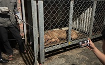 Chó pitbull cắn chết người tại Bình Dương đã bị bán cho lò mổ