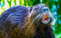 Loài chuột nặng 9kg, răng cam ‘xâm lấn’ nhiều bang của Mỹ