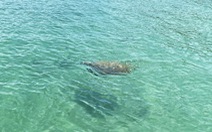 Rùa biển quý hiếm xuất hiện tại vùng biển Cô Tô