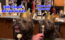 Chú chó nhẫn nại chờ sen hát mừng sinh nhật mình để ăn kẹo