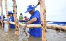 Vinamilk khoanh nuôi tái sinh 25 hecta rừng ngập mặn ở Cà Mau