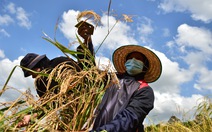 Thái Lan khuyến khích người dân trồng cây khác, thay vì lúa