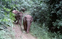 Phân tích 16.000 tấm ảnh, ghi nhận đàn voi rừng ở Đồng Nai tăng gấp đôi