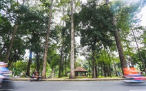 Những hàng cây cổ thụ xanh ngắt ở TP.HCM, dân mong đừng bị chặt ‘vô tội vạ’