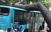 Cây xà cừ bật gốc, đè cứng xe buýt giữa trung tâm Hà Nội
