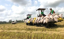 Giá gạo tăng nóng, doanh nghiệp xuất khẩu gặp khó