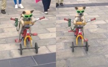 Chú chó đeo kính râm đạp xe dạo phố siêu ngầu