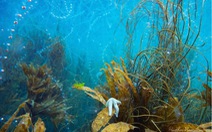Video sinh vật phát sáng dưới biển đẹp như cổ tích