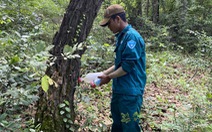 Khoan cây, đổ hóa chất đầu độc cây rừng tự nhiên ở Ninh Thuận