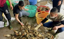Tôm hùm và hàu ở Khánh Hòa bất ngờ chết hàng loạt
