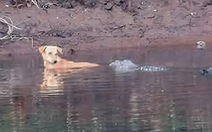 Cá sấu 'hộ tống' chó qua sông, nhà khoa học bối rối