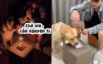 Chú chó tranh thủ cơ hội ăn mất bánh kem của ông chủ