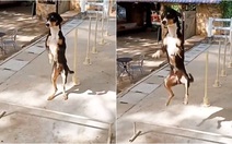 Chú chó đi hai chân vượt chướng ngại vật siêu ngầu