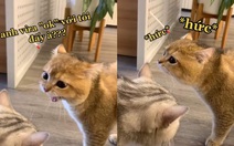 Chú mèo bị bạn đời mắng 'không trượt phát nào'