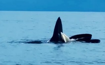 Nhiều đàn cá voi ‘tung tăng’ săn mồi trên biển Cô Tô