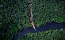 Thiết bị sử dụng trí tuệ nhân tạo ngăn chặn nạn chặt phá rừng