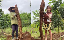 Nông dân ở Phú Yên đào được củ sắn khổng lồ