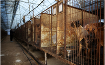 Hàn Quốc lập lực lượng đặc nhiệm để chấm dứt tiêu thụ thịt chó