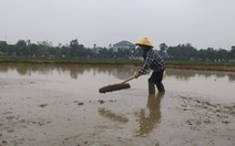 Giữa giá rét, nông dân Hà Tĩnh vẫn ra đồng cho kịp thời vụ