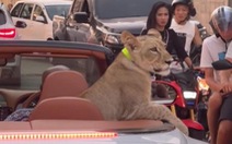 Cảnh sát Thái Lan tìm ra người chở sư tử dạo chơi trên phố bằng xe mui trần