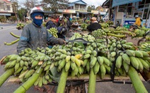 Chợ chuối cúng lớn nhất miền Trung vào Tết Giáp Thìn