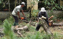 Người Đà Lạt tiếc nuối hàng thông cổ thụ nội ô phải bị chặt hạ để mở rộng đường