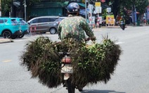 Trung Quốc 'quay xe', giá cau trên đà lao dốc