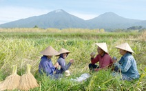 Indonesia trả lương cao để người trẻ làm nông