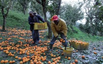 Italy nới lỏng quy định nhập cảnh cho lao động nước ngoài