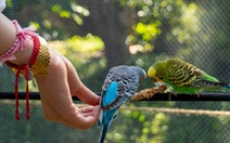 Trào lưu nuôi chim Aviary: Chính quyền ở đâu?