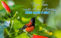 Trào lưu nuôi chim Aviary: Chính quyền ở đâu?