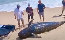 Cá voi nặng gần 1 tấn dạt vào bờ mùng 4 Tết