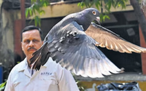 Ấn Độ bắt giam chim bồ câu 8 tháng nghi là 'gián điệp' Trung Quốc