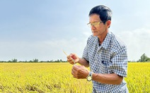Rầy phấn trắng đe dọa xuất khẩu gạo Việt