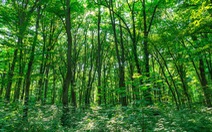 Quay về dãy Trường Sơn trồng rừng