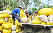 Đơn hàng gạo xuất sang Indonesia giúp giữ ổn giá lúa
