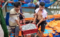 Cận Tết, ngư dân trúng trăm tấn cá, quay ngay ra biển đánh bắt tiếp