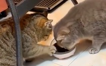 Hai chú mèo biết nhường nhịn đồ ăn cho nhau