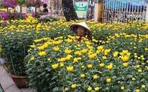 Đường phố Hội An ngập sắc hoa xuân, 27 tháng chạp vẫn vắng người mua, người bán hoa sốt ruột