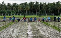 Giá gạo tăng cao nhất trong gần 15 năm, Philippines nhập 1 triệu tấn gạo từ Việt Nam mỗi năm