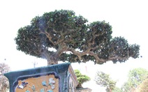 Ngắm những cây bonsai độc lạ, siêu đẹp